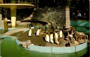 Penguins in Stanley Park Zoo Vancouver British Columbia Canada Postcard - Imagen 1 de 2