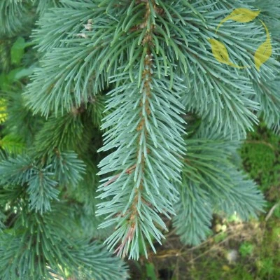 MOUNTAIN SPRUCE Picea Engelmannii - 25+ SEEDS - Image 1 of 4