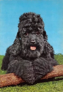 POSTAL DE PERRO SIN USAR BUENA BUENA PLUS - Imagen 1 de 2