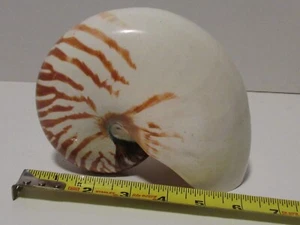 Nautilus Shell Tiger Chambered 158mm - Bild 1 von 3