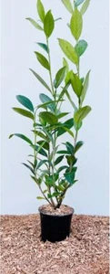 Prunus laurocerasus 'Caucasica', Kirschlorbeer, immergrün, 60–100 cm - Bild 1 von 13