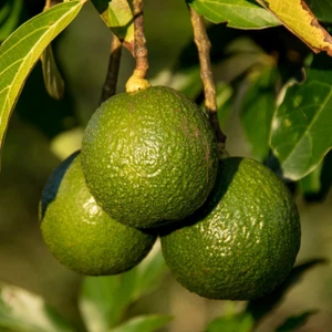 BeauFlora Hybrid Avocado ( Reed , Graft ) Exotic 1 Bare-Root Plant - Picture 1 of 3