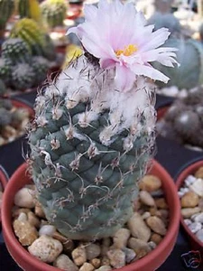 Turbinicarpus lophophoroides, rare cactus seed 10 SEEDS - Picture 1 of 1