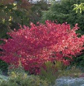 Korkflügelstrauch Compactus 30-40cm - Euonymus alatus - Bild 1 von 1