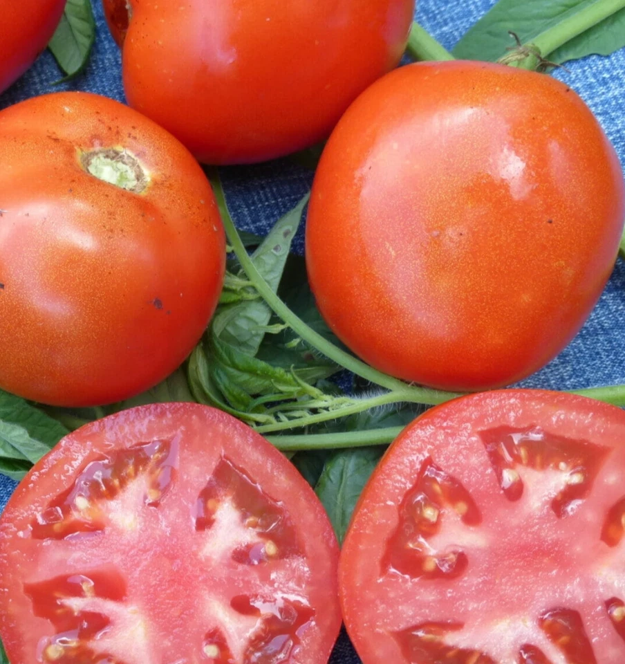 TOMATO KY1 25+ seeds Scoresby Dwarf heirloom garden vegetable compact bush plant - image 1 of 1