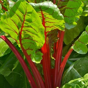 1/4 Lb Ruby Red Swiss Chard Seeds - Everwilde Farms Mylar Seed Packet - Picture 1 of 2