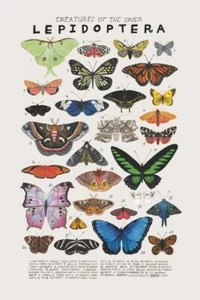 Creatures of the Order Lepidoptera, Butterfly Knowledge Poster T731 - Picture 1 of 4