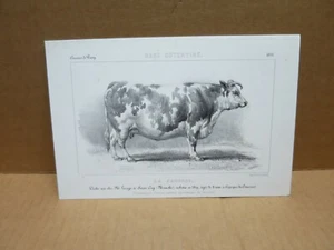 CONCOURS DE POISSY 1851 gravure Vache Cotentine de M Lesage à SAINT ENY (50) - Picture 1 of 1