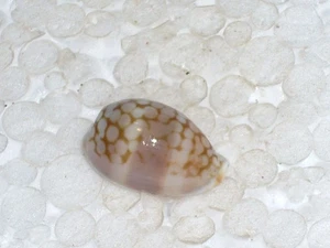 CYPRAEA ESONTROPIA FRANCESCOI JUVENILE, AWESOME BANDED - Picture 1 of 2