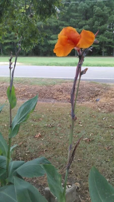 Canna Lily 'Orange Beauty', Canna x generalis 'Orange Beauty'- 5 Bulbs - Image 1 of 4