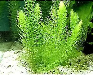 10x Hornwort Coontail Bunch Stems Live Aquarium Plants Tank Grown Guppy Grass - Picture 1 of 7