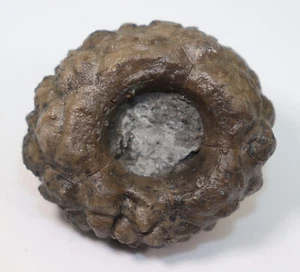 Crinoide, Eucalyptocrinites rosaceus, Devon, Givet, Berndorf, Eifel, GER-f241 - Picture 1 of 6