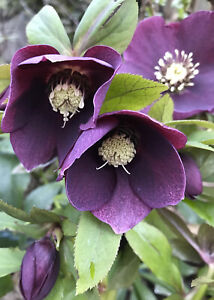 Hellebores Lenten Rose Ruby Red ONE (1) Bareroot Healthy Well Rooted Plant