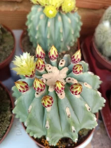 Ferocactus glaucescens inermis 1 Planta raiz Suculenta 13 cm pot Cactus SUERTE - Imagen 1 de 1
