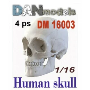 CRÁNEOS HUMANOS DAN MODELOS 16003 1:16. 4 COSAS - Imagen 1 de 1