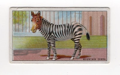 Zoo AnimalsCard 1924 (blue back) #43 Mountain Zebra - image 1 of 2