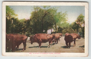 Postcard Buffalo in Lincoln Park in Chicago, IL. - Picture 1 of 2