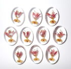 Lot de 100 pièces fleur d'asclépiade tropicale cabochon plante ovale 18 x 25 mm transparent