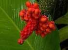 Carludovica Palmata Seeds ~ Toquilla Palm ~ Jipijapa Palm ~ Jungle Drum ~ Panama