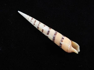 Sea Shell Myurella pertusa 69.6mm ID#9518 - Picture 1 of 2