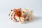 Brassica Murex Phyllonotus erythrostomu Hermit Crab Sea Shell 3"-4"(2 pcs)#JC-36