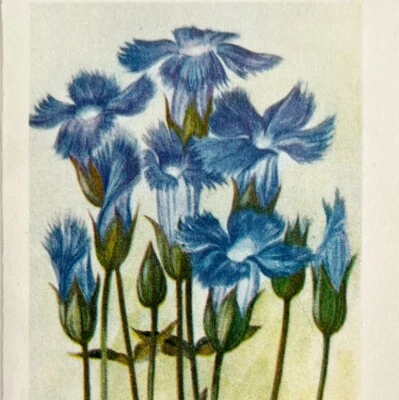 1905 Fringed Gentian Flower Print Watercolor Lithograph Antique Art 6.75 x 3.75" - Image 1 of 3