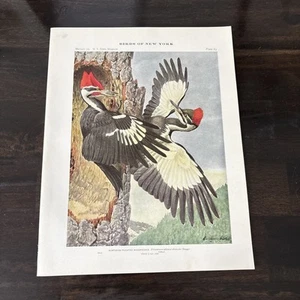 Placa de libro 1914 #63 Birds of New York Louis Agassiz Fuertes pájaro carpintero - Imagen 1 de 4