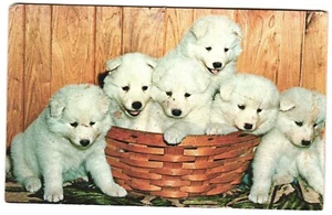 Samoyed Puppies, Vermont Post Card 1978 Unposted - Picture 1 of 2