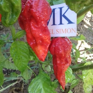 7 POD Rennie , 10 semillas , Capsicum chinense  (121) - Picture 1 of 1
