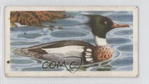 1957 Brooke Bond Bird Portraits Tea With Address Red-Breasted Merganser #43 gc7
