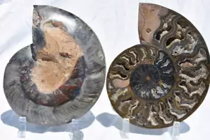 Large Black Ammonite PAIR Deep Crystals XL 8.1" 110myo 204mm 2953jj - Picture 1 of 10