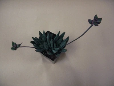 Gasteria verrucosa --- Suculenta ENVÍO PRIORITARIO GRATUITO Foto 1 de 4