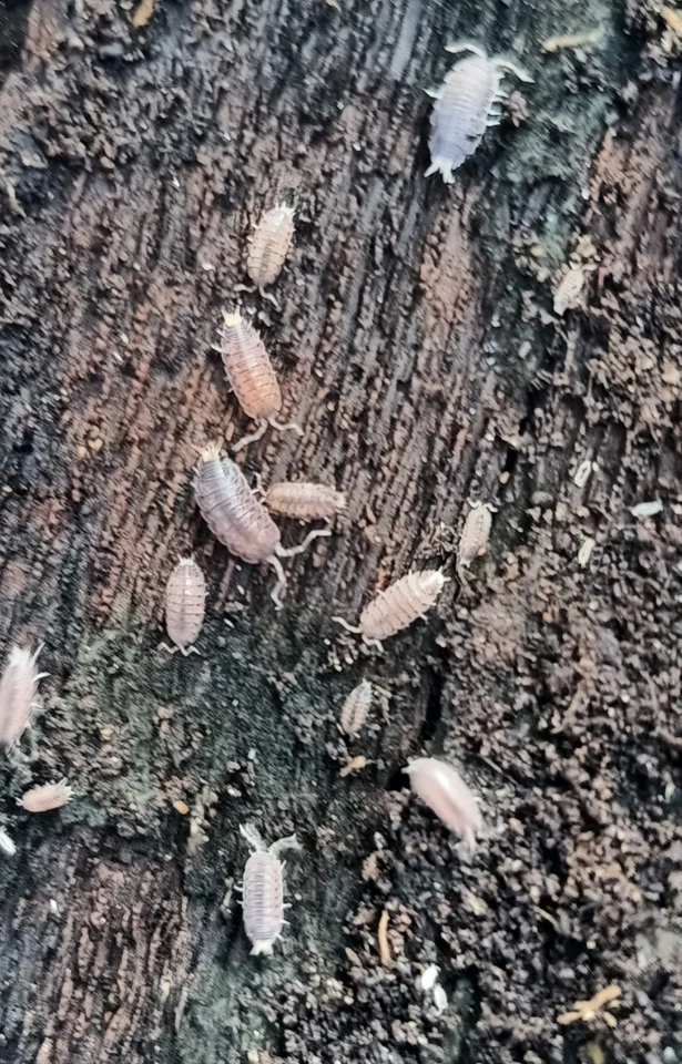 Proporcellio Vulcanius  - Isopode (Lotto 10PZ) - Immagine 1 di 1