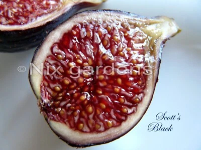 SCOTT's BLACK Fig Tree Cutting (1x) - Image 1 of 4