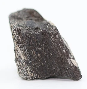 Fósil de dinosaurio Stegosaurus 1,2" cantera de cabaña de hueso Jurásico Wyoming certificado de autenticidad WY 7116 - Imagen 1 de 9