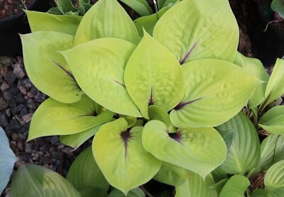 hosta PEACH BRANDY small red new disease-free 2.5" pot = 1 Live Potted Plant - Image 1 of 4