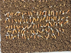 Adenium socotranum seeds25/50/100pcs - Picture 1 of 2