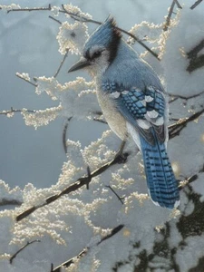 Blue Jay - On the Fence by Collin Bogle Winter Birds Art Print Poster 11x14 In - Picture 1 of 1