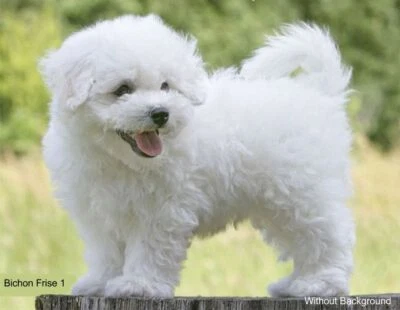 LARGE-SIZED CAR DECALS - BICHON FRISE - Image 1 of 2