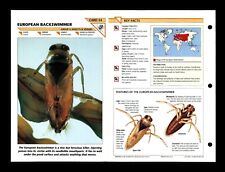 European Backswimmer Wildlife Fact File Insect & Spider Card Home School Study