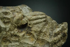 Trilobit / Ellisocephaylus Hoffi / Jince Formation, Tschechoslowakei / Kambrium F - Bild 1 von 2