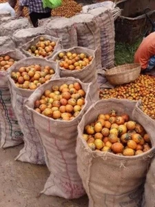 Kacha Shupari ORANGE Fresh Areca Nuts Bangladeshi Supari Betel Nut Catechu