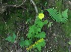 Photo 12x8 Welsh Poppy (Meconopsis cambrica) Brand Green/SO7641 Spotted o c2014