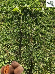 2 Organic Pecan Trees | 2-3 foot tall | Naturally sprouted Year 2 trees - Picture 1 of 9