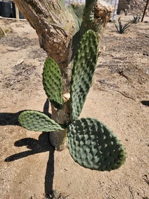 Spineless Prickly Pear, 3 pads 5-8" tall - Image 1 of 4