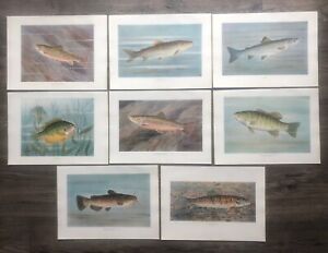 8 Original Antique Fish Prints: Trout Salmon Bass Sunfish Catfish: Gillette 1910