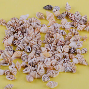 100x Small Mini Conch Shells Bulk Natural Beach Sea DIY Findings Craft Hot