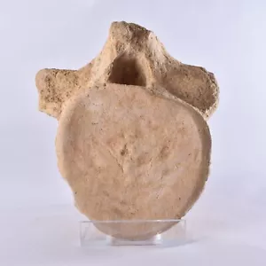 Elasmosaurus Plesiosaur Vertebra Large Cretaceous Marine Reptile Dinosaur Fossil - Foto 1 di 5