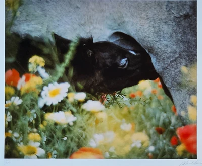 ROBERT VAVRA Nursing baby horse foal HAND SIGNED art photo 14/300 photograph '80 - Image 1 of 4