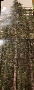 Canyon Live Oak Tree Foldout From 2004 A New Vision Of The American Forest Book - Imagen 1 de 4
